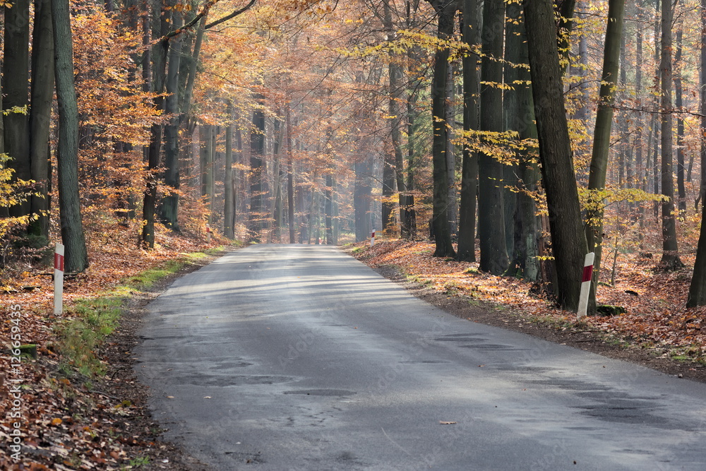 Obraz premium Droga przez jesienny las.