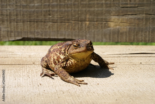 Toad sitting on a log