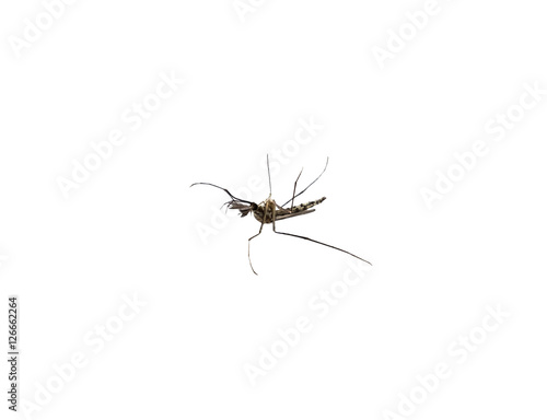 Mosquito species aedes aegyti side supine, isolated on white bac