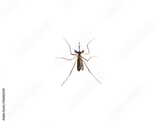 Mosquito species aedes aegyti sleep open isolated