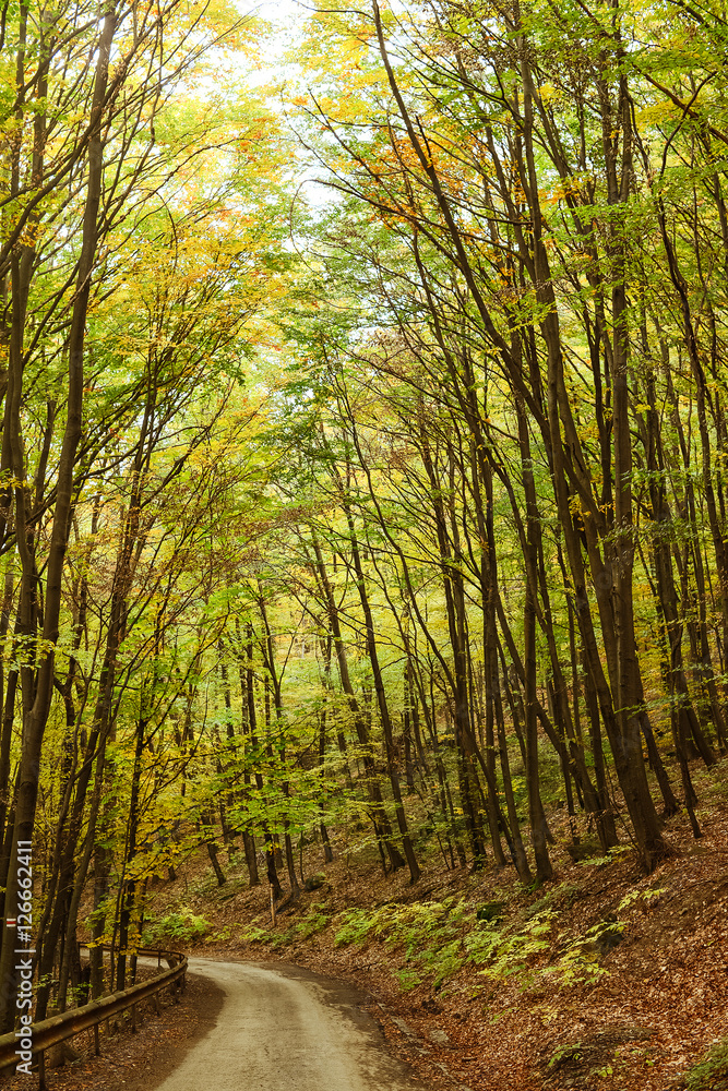 Road in the autumnal on the forest.