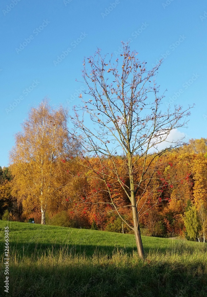 Kahler Baum vor buntem Herbstwald Kahler Baum vor buntem Herbstwald