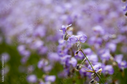 Purple flowers field (Murdannia giganteum), Soft focus