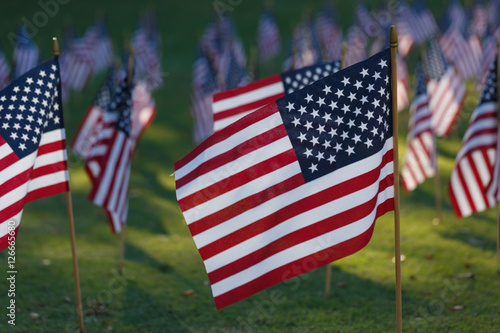 Multiple american flags on grass.
