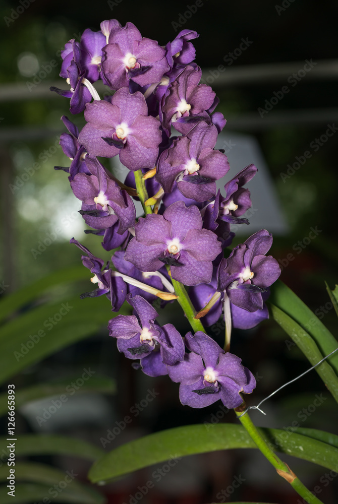 Hybrid purple Vanda orchid