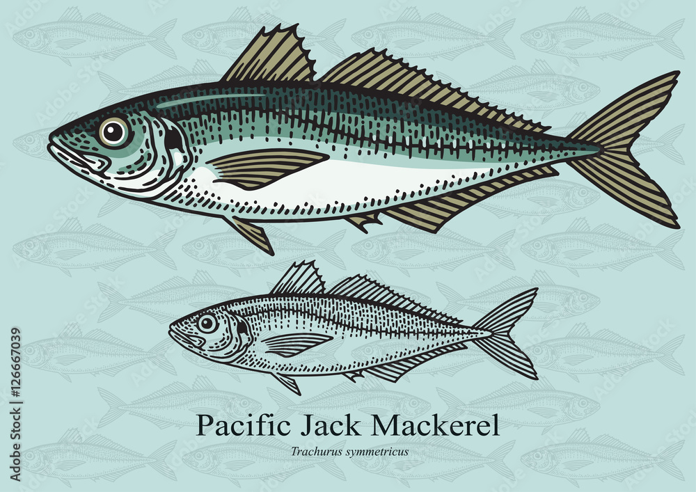 Fototapeta premium Pacific Jack Mackerel. Vector illustration for artwork in small sizes. Suitable for graphic and packaging design, educational examples, web, etc.