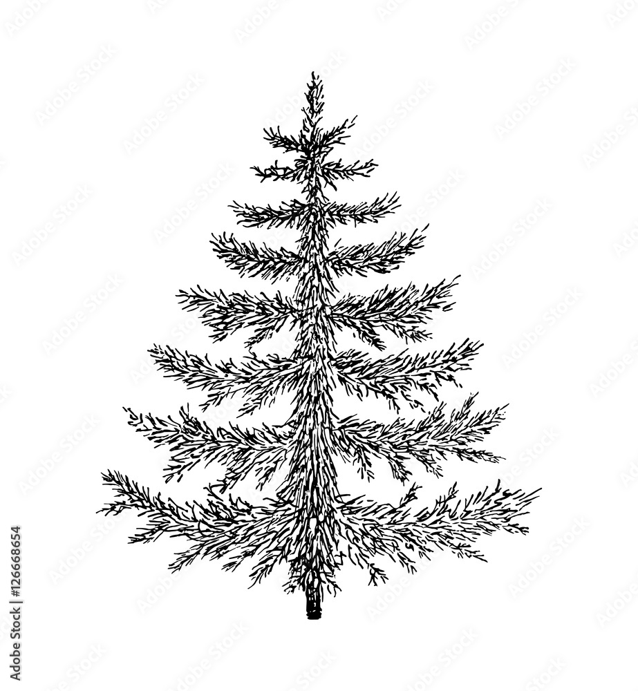 Pine Tree Drawing - How To Draw A Pine Tree Step By Step