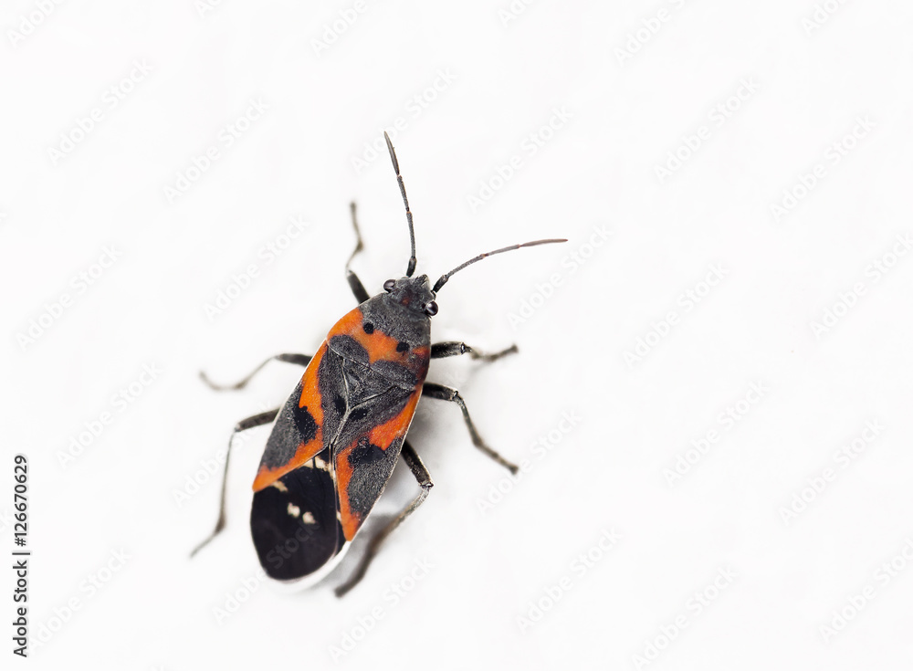 Close up of a milkweed bug Close up of a milkweed bug