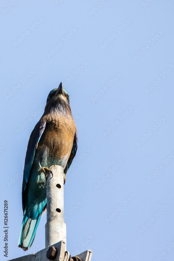 Indian roller, Blue jay, Coracias benghalensis, Bird