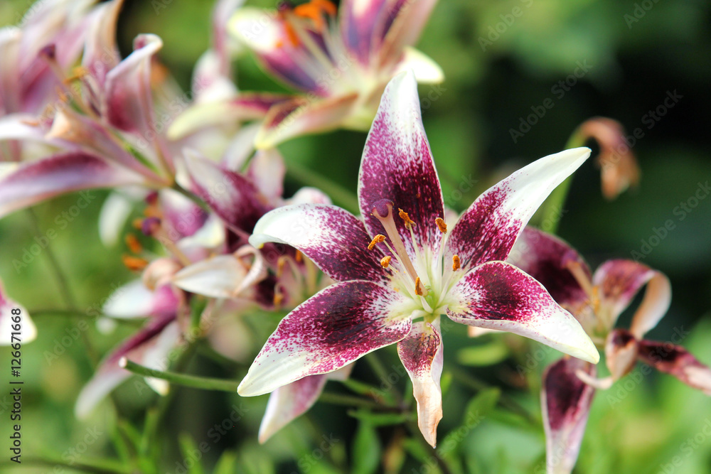 wild lily flower wild lily flower