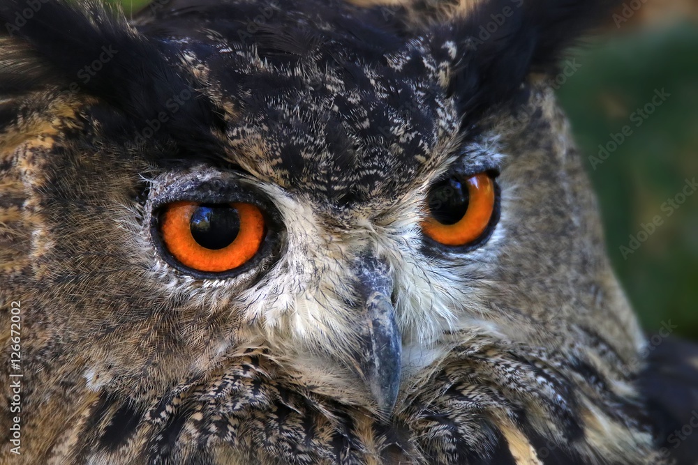 Hibou grand duc