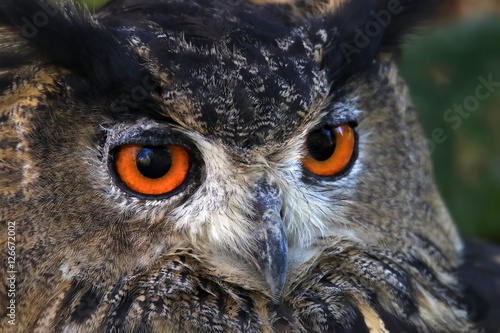 Obraz na płótnie Hibou grand duc w salonie