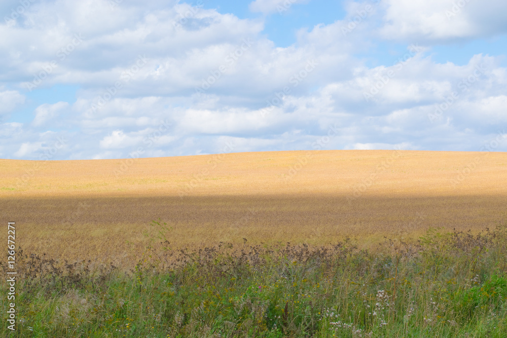 Russian grain field background