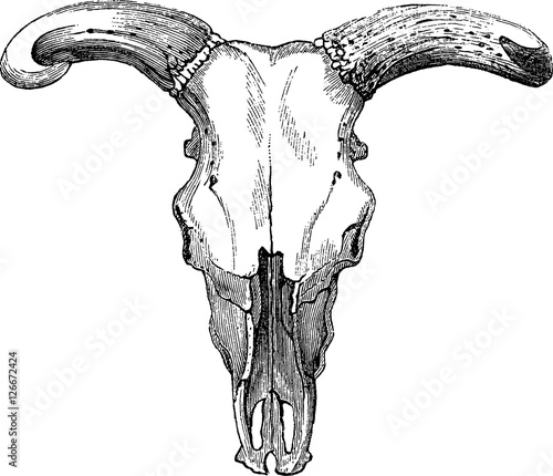 Vintage image bull skull