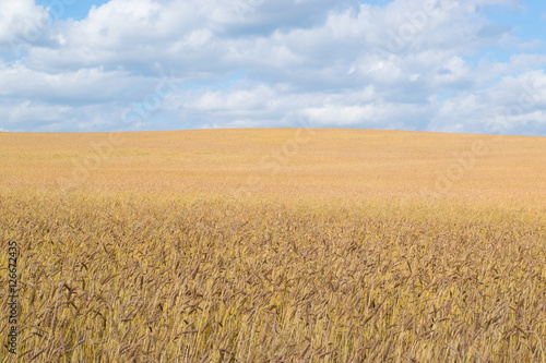 Obraz na płótnie Russian grain field background w salonie