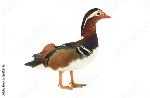 male mandarin duck