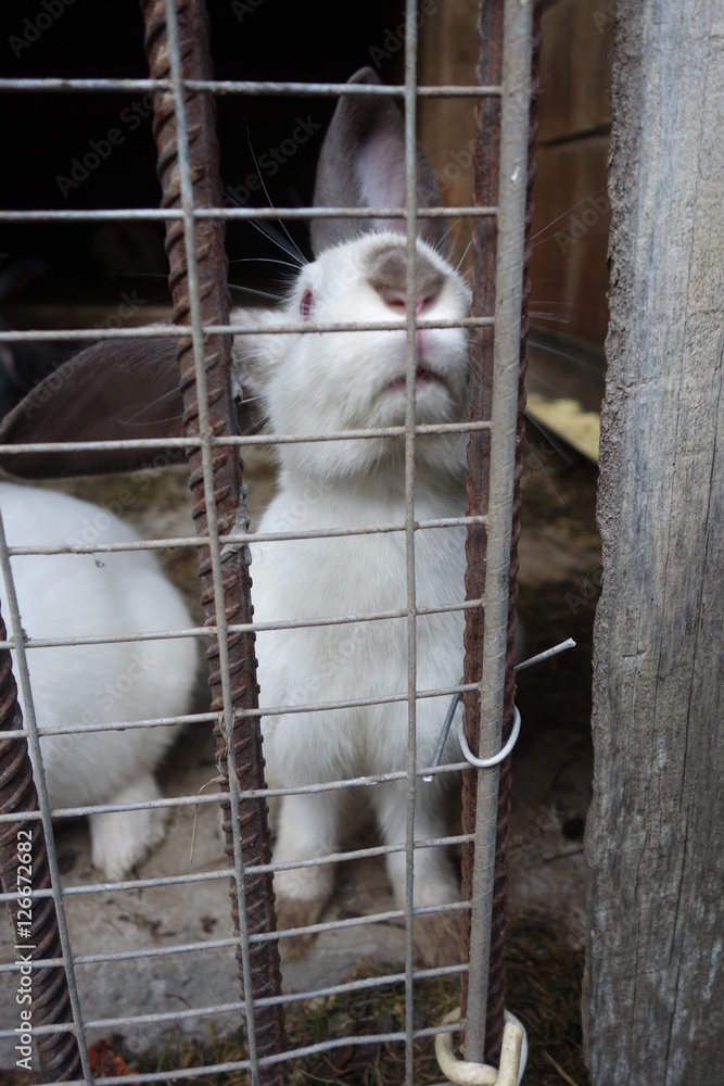 Obraz premium Rabbits