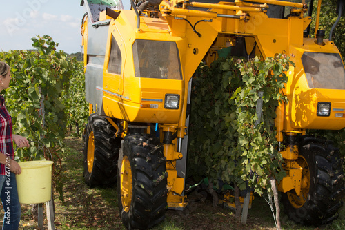 female wine grower and harvester