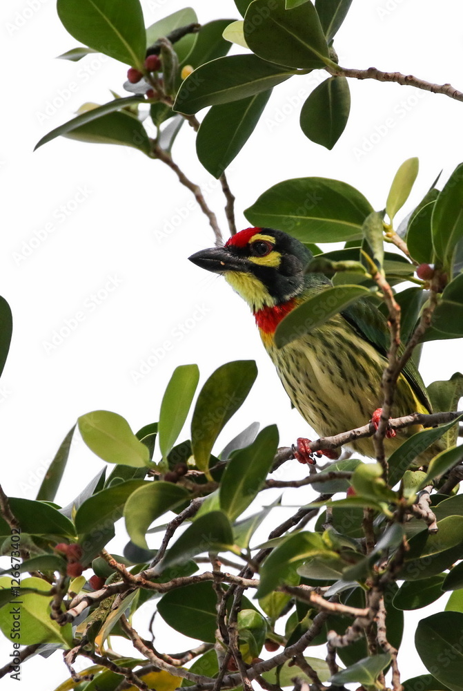 Coppersmith Barbet, Bird