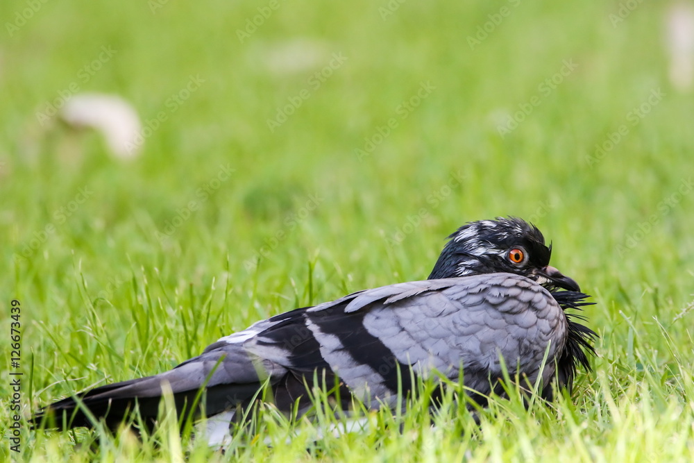 Rock Pigeon (Columba Livia), Bird