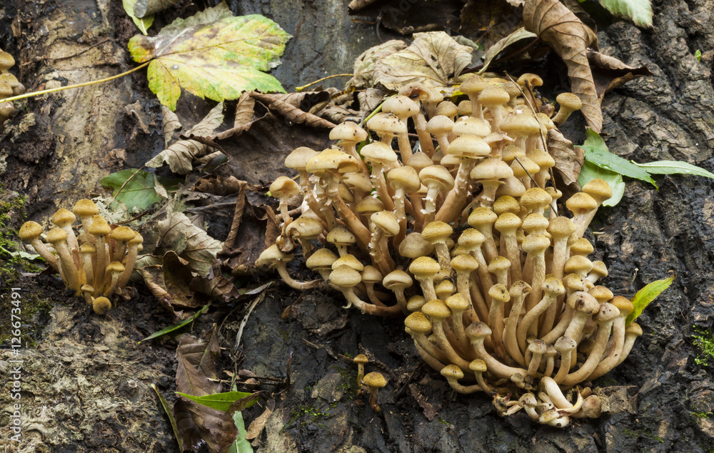 Armillaria mellea Honey Fungus Armillaria mellea Honey Fungus