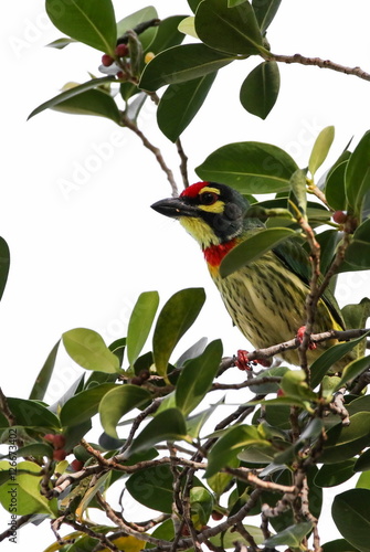 Obraz na płótnie Coppersmith Barbet, Bird w salonie