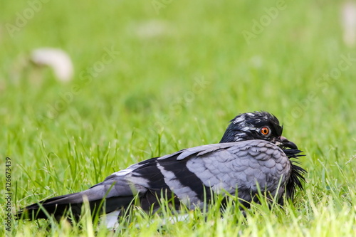 Obraz na płótnie Rock Pigeon (Columba Livia), Bird w salonie