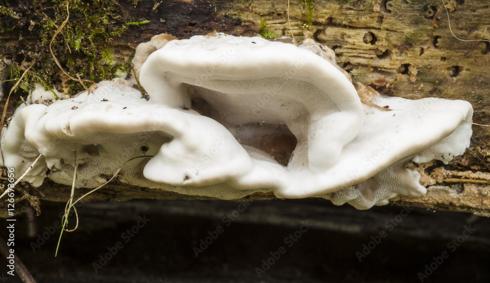 Bracket Fungi. Bracket Fungi.