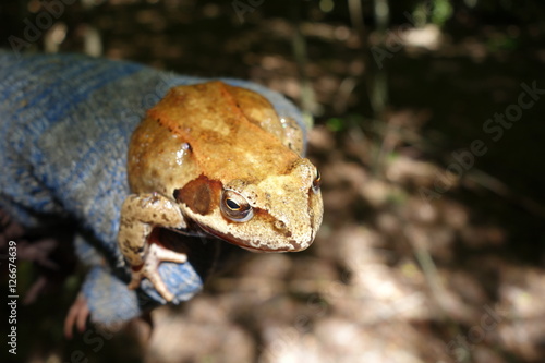 Toad photo