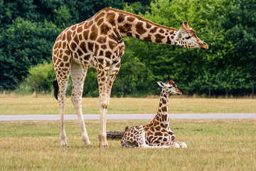 Leinwandbilder Giraffe Giraffe in der afrikanischen Wildnis  © tl6781