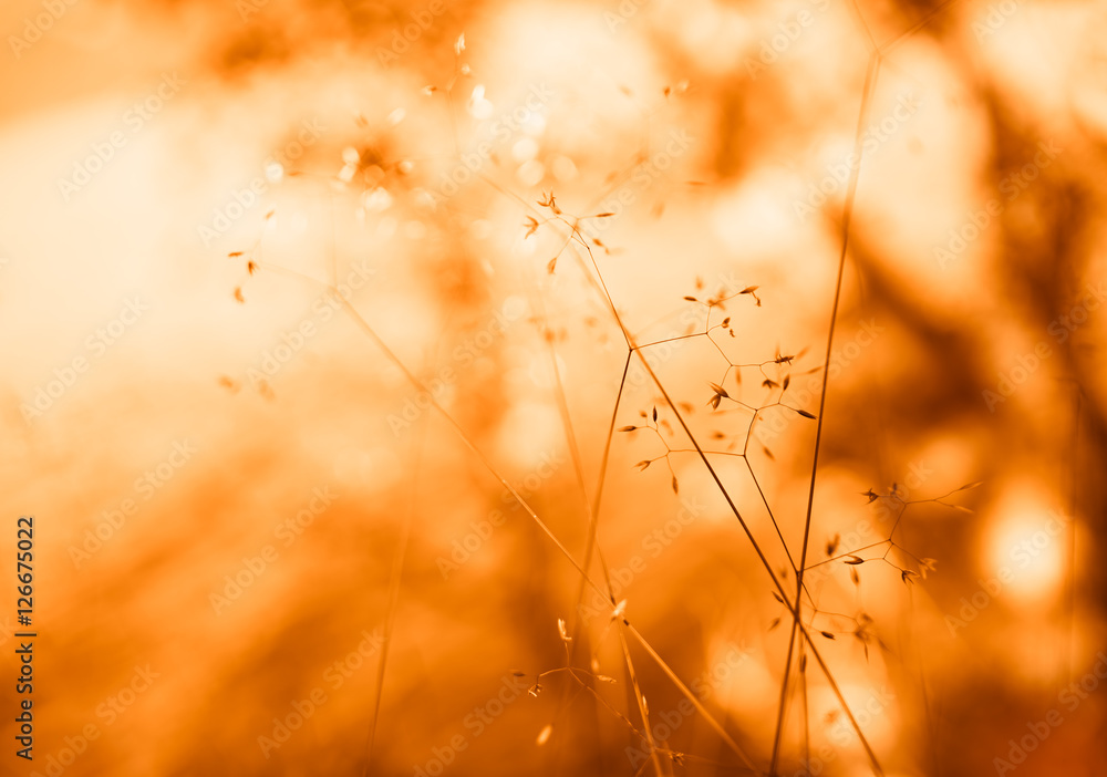 Fototapeta Orange grass blades in detail bokeh background