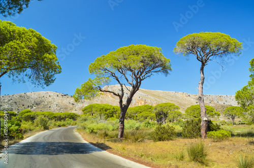 pine forest around Kalogria beach Pelloponese Greece photo