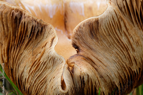 Twisted mushroom up close