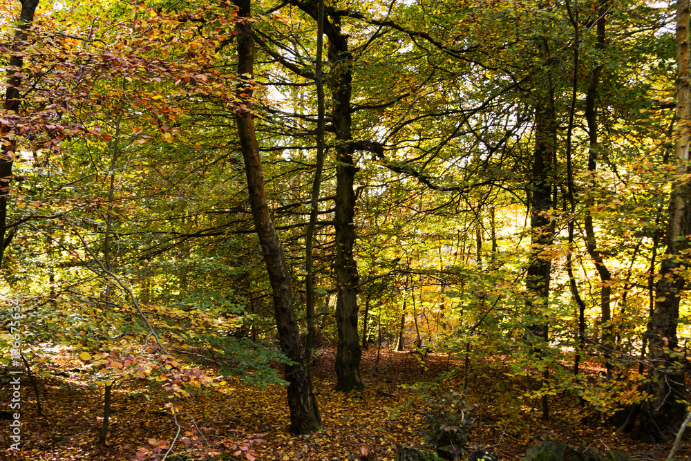 Woodland scene with yellow and brown autumn leaves Woodland scene with yellow and brown autumn leaves