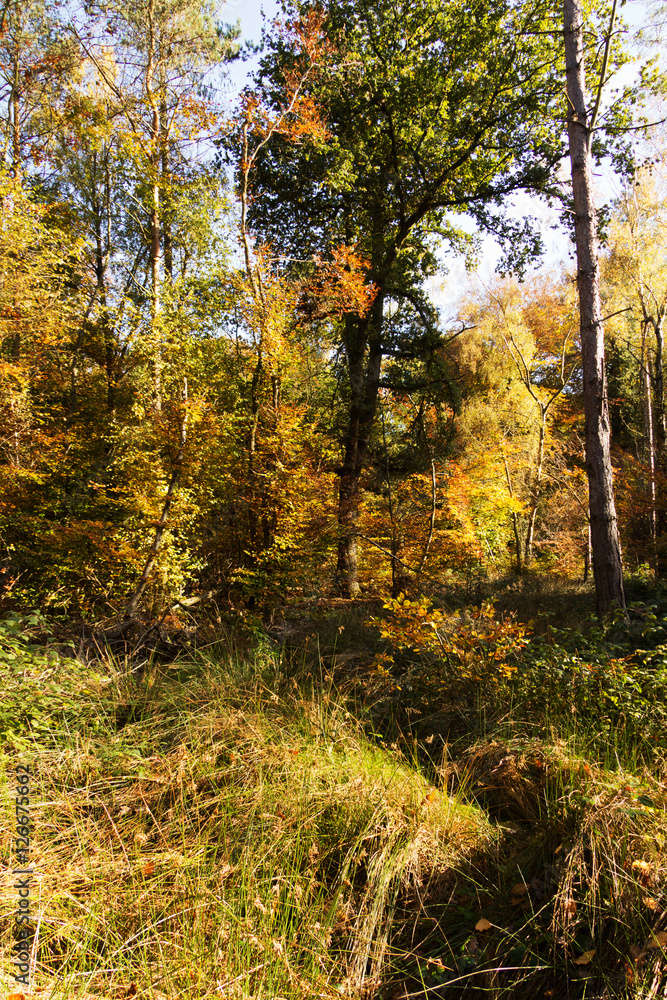 Woodland scene with yellow and brown autumn leaves Woodland scene with yellow and brown autumn leaves