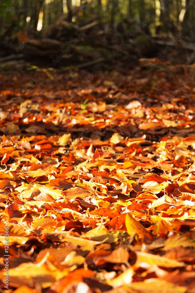Colourful autumn leaves in orange yellow and brown Colourful autumn leaves in orange yellow and brown