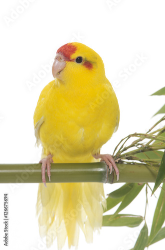 Canvas Print Red-fronted Kakariki parakeet