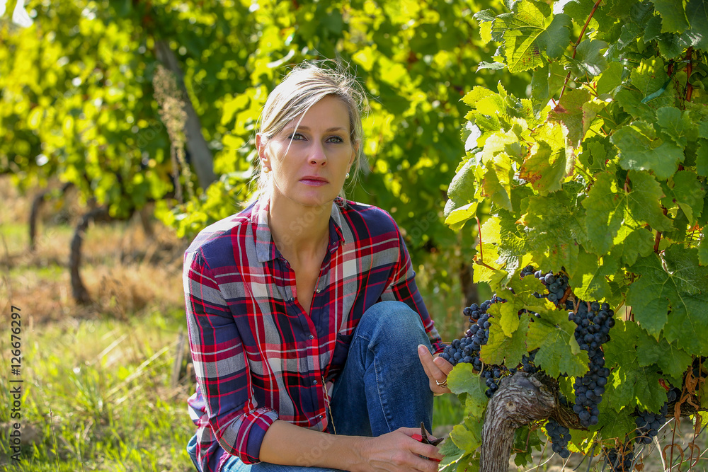 wine grower analysing grapes wine grower analysing grapes