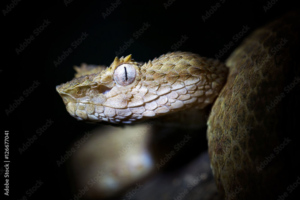 Obraz premium Giftschlange