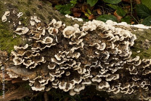  Trametes versicolor, Turkeytail Fungi