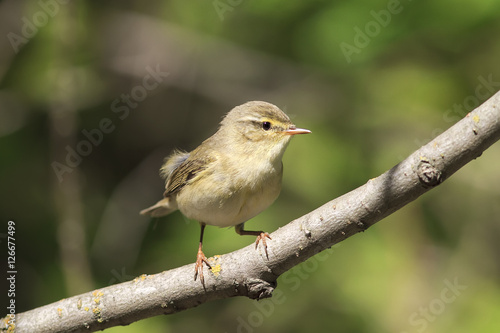 a small bird of the Warbler singing among the young green foliage in early spring