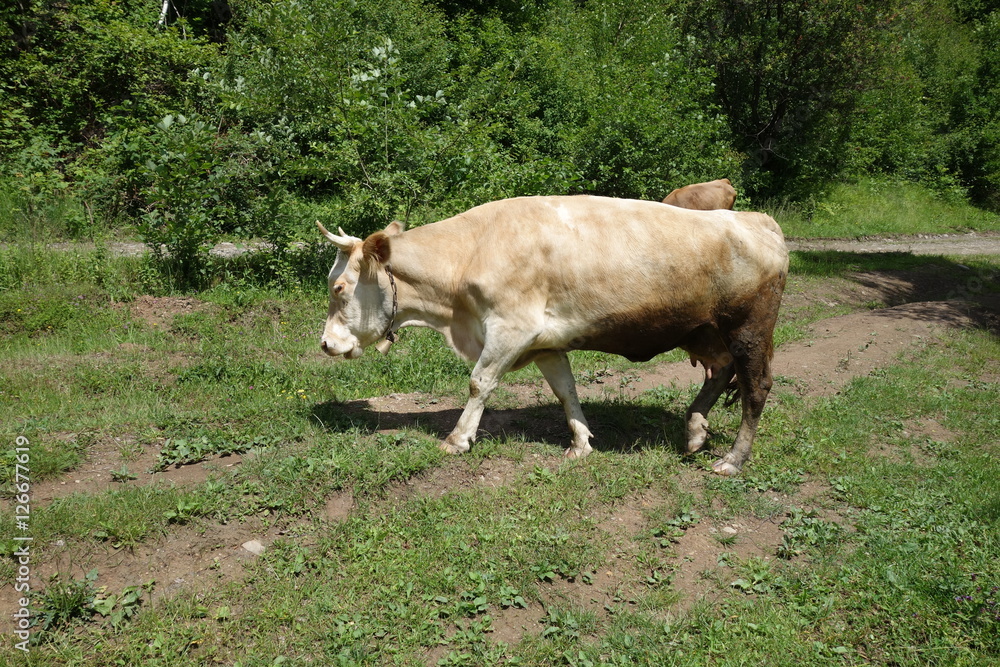 Cow grazing on a green field. Transcarpathia Cow grazing on a green field. Transcarpathia