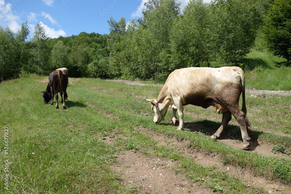 Cows on the green meadow. Transcarpathia Cows on the green meadow. Transcarpathia