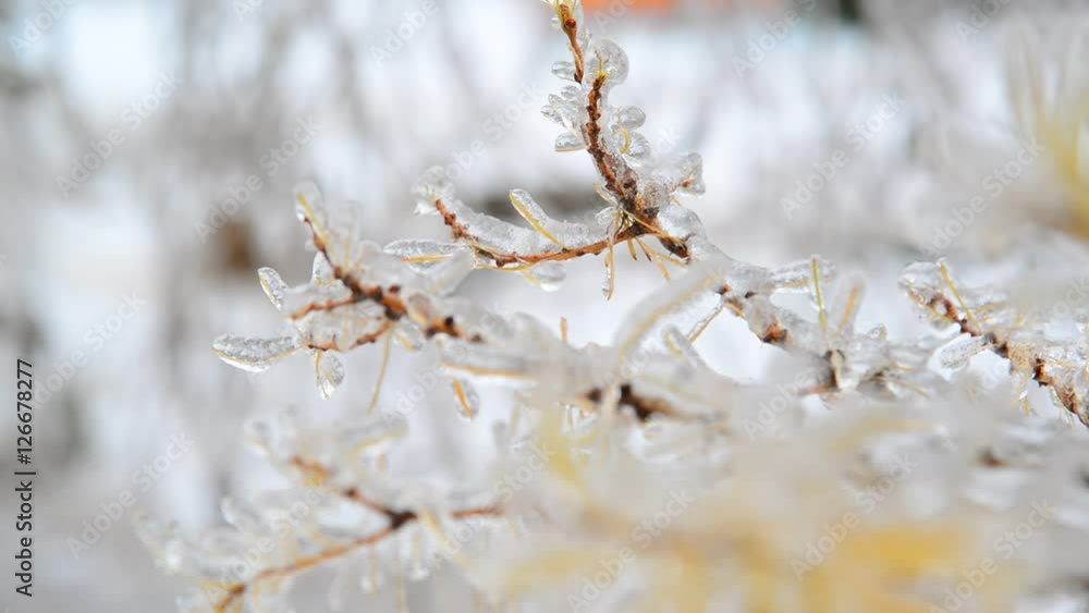 Larch with yellow needles is icy after rain in winter Larch with yellow needles is icy after rain in winter