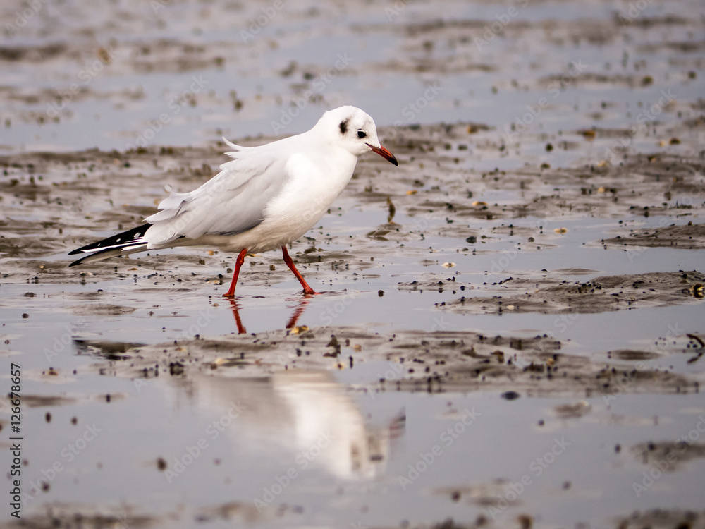 Möwe im Watt Möwe im Watt
