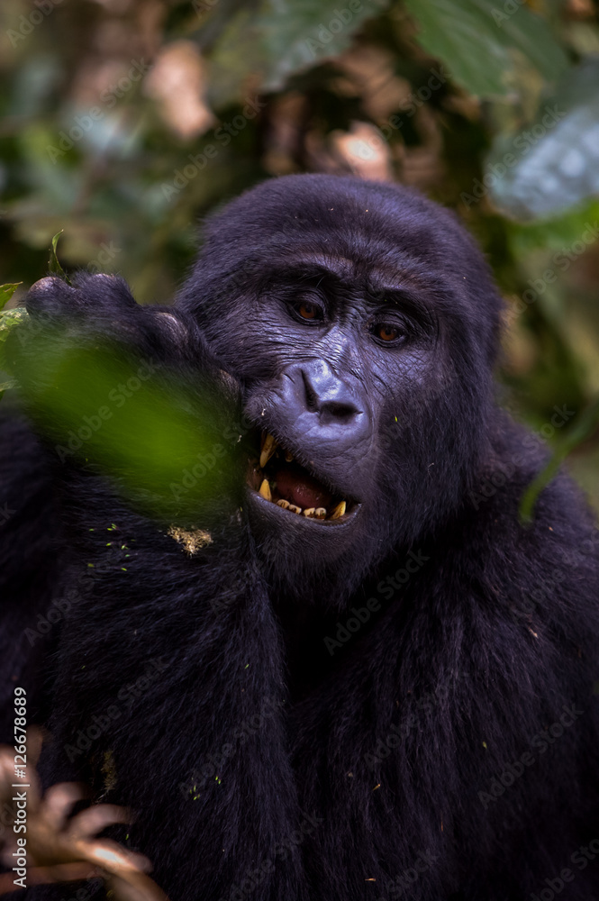 Fototapeta premium Silverback Gorilla at Bwindi National Park