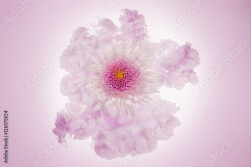 white and pink flower in a pale pink cloud
