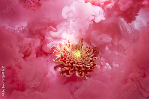 orange flower wrapped in a soft pink cloud