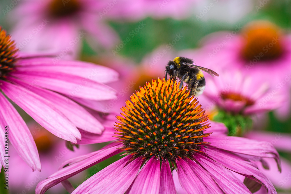 Pink ehinacea flower with bee on it. Yellow, orange, and green colors detailed close up macro photo. Spring, summer wildlife, outdoors, nature. Pink ehinacea flower with bee on it. Yellow, orange, and green colors detailed close up macro photo. Spring, summer wildlife, outdoors, nature.