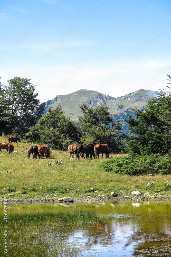 Naklejka premium Wild horses in Aran valley in the Catalan Pyrenees, Spain